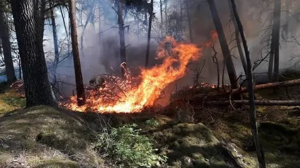 Lire la suite de l'actualité Risque de feux de forêts : les mesures de prévention sont adaptées et prolongées dans l&rsquo;Oise jusqu’au 10 août 2026